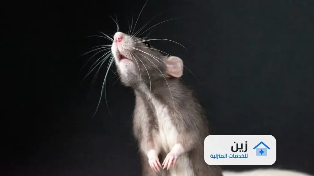 شركة مكافحة الفئران بالقويعية