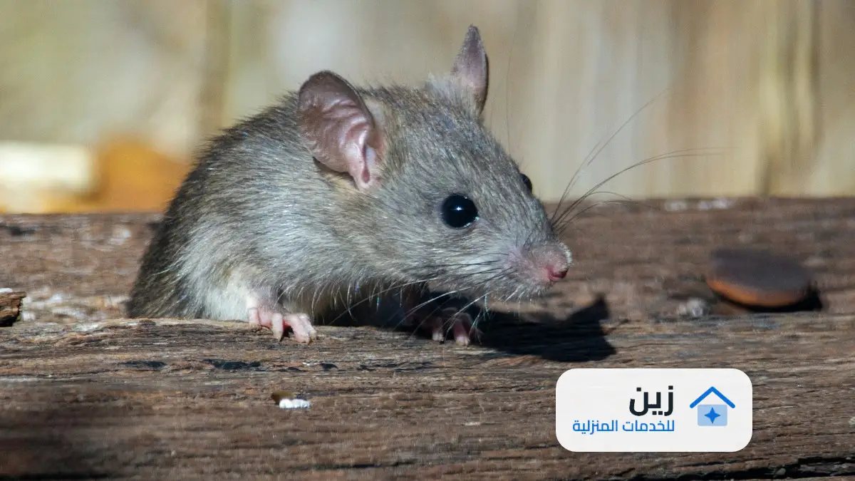 شركة مكافحة الفئران جنوب الرياض