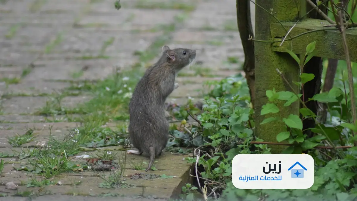 مكافحة الفئران في المجاري