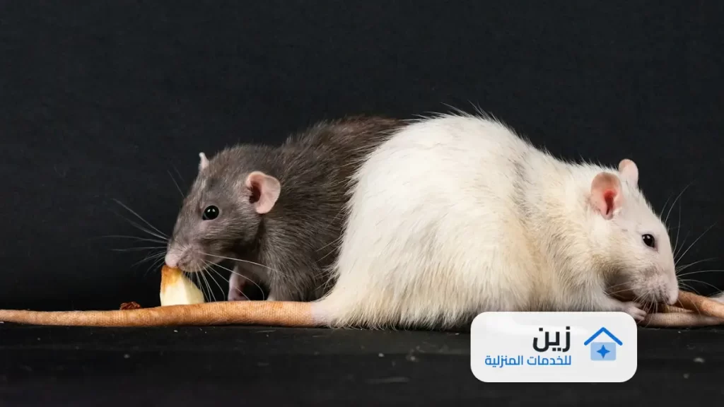 شركة مكافحة الفئران بالقويعية