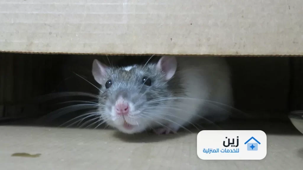 شركة مكافحة الفئران شرق الرياض