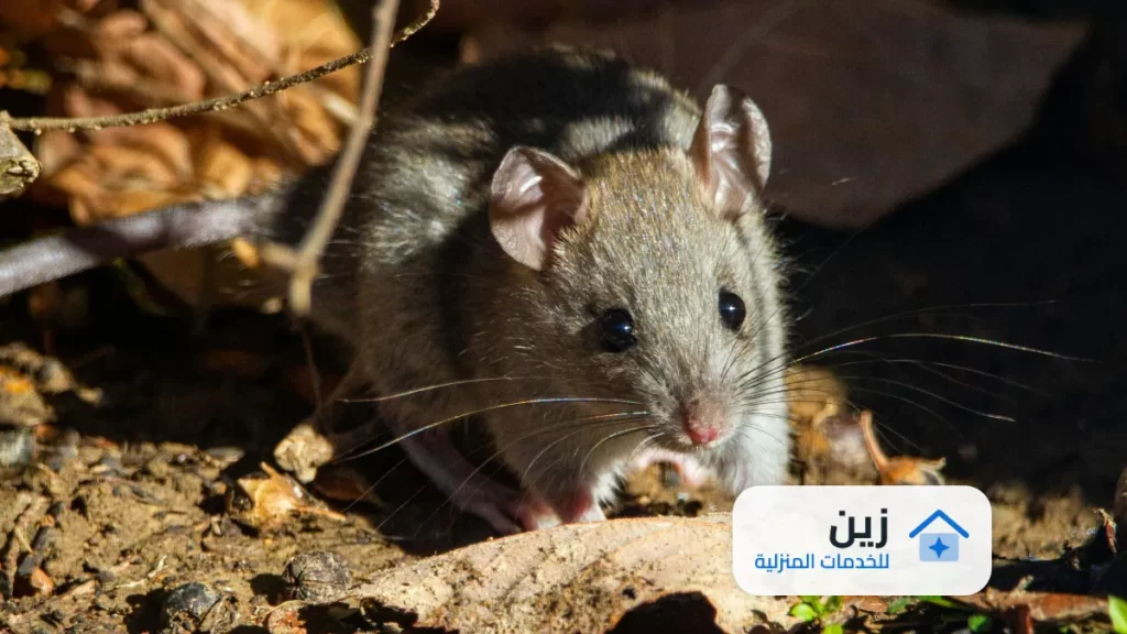 مكافحة الفئران في المجاري