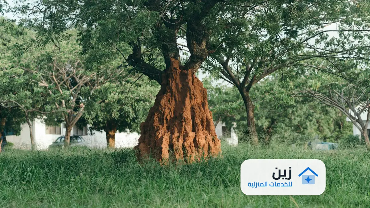 عقود مكافحة حشرات ترخيص من البلدية
