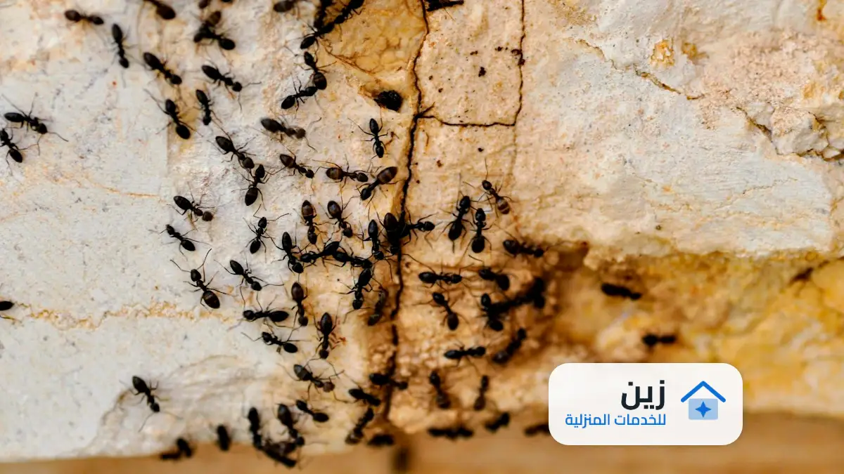 عقود مكافحة حشرات ترخيص من البلدية